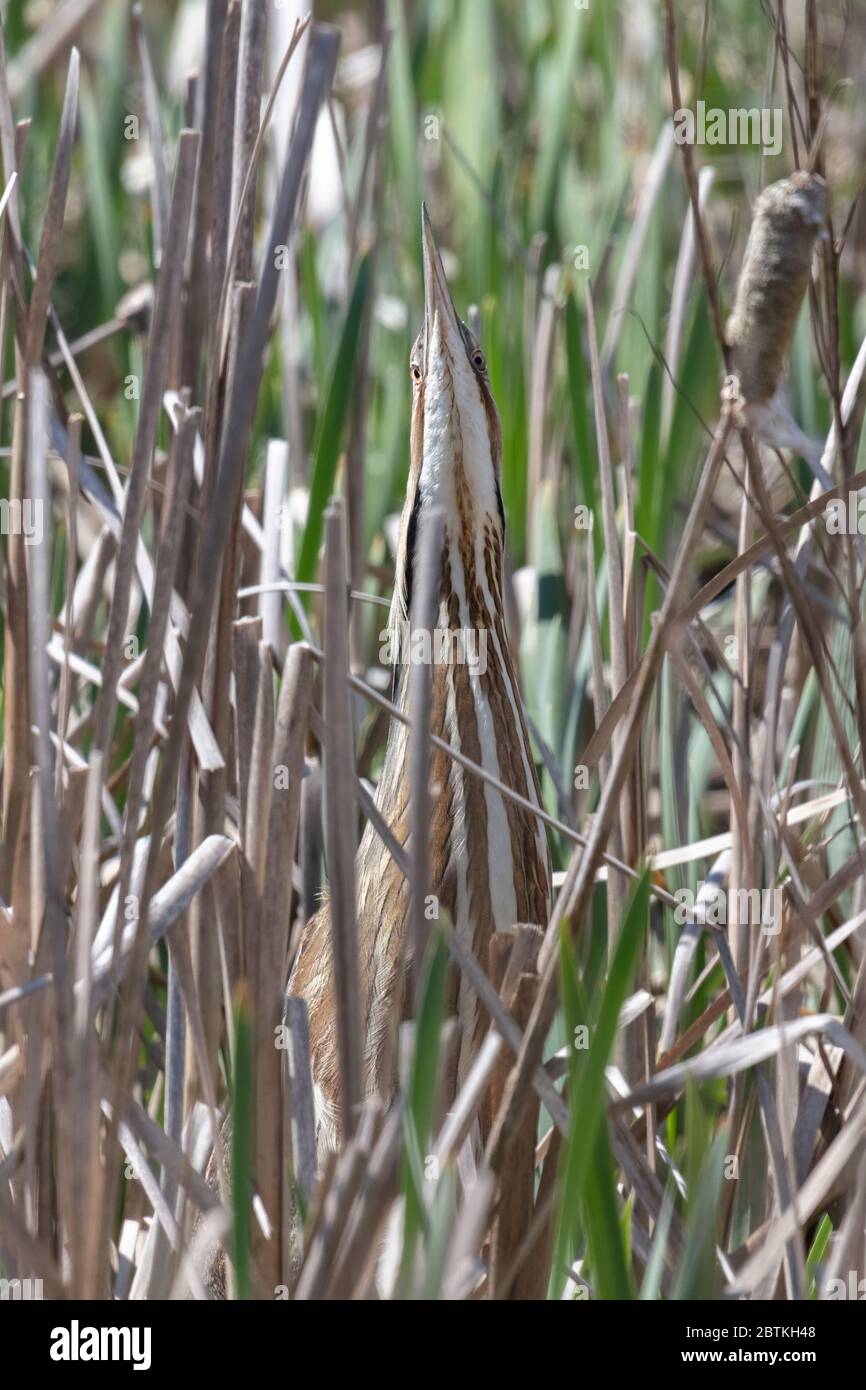 American Bittern klassische Pose unter Schilf in Richmond BC Kanada, Stockfoto