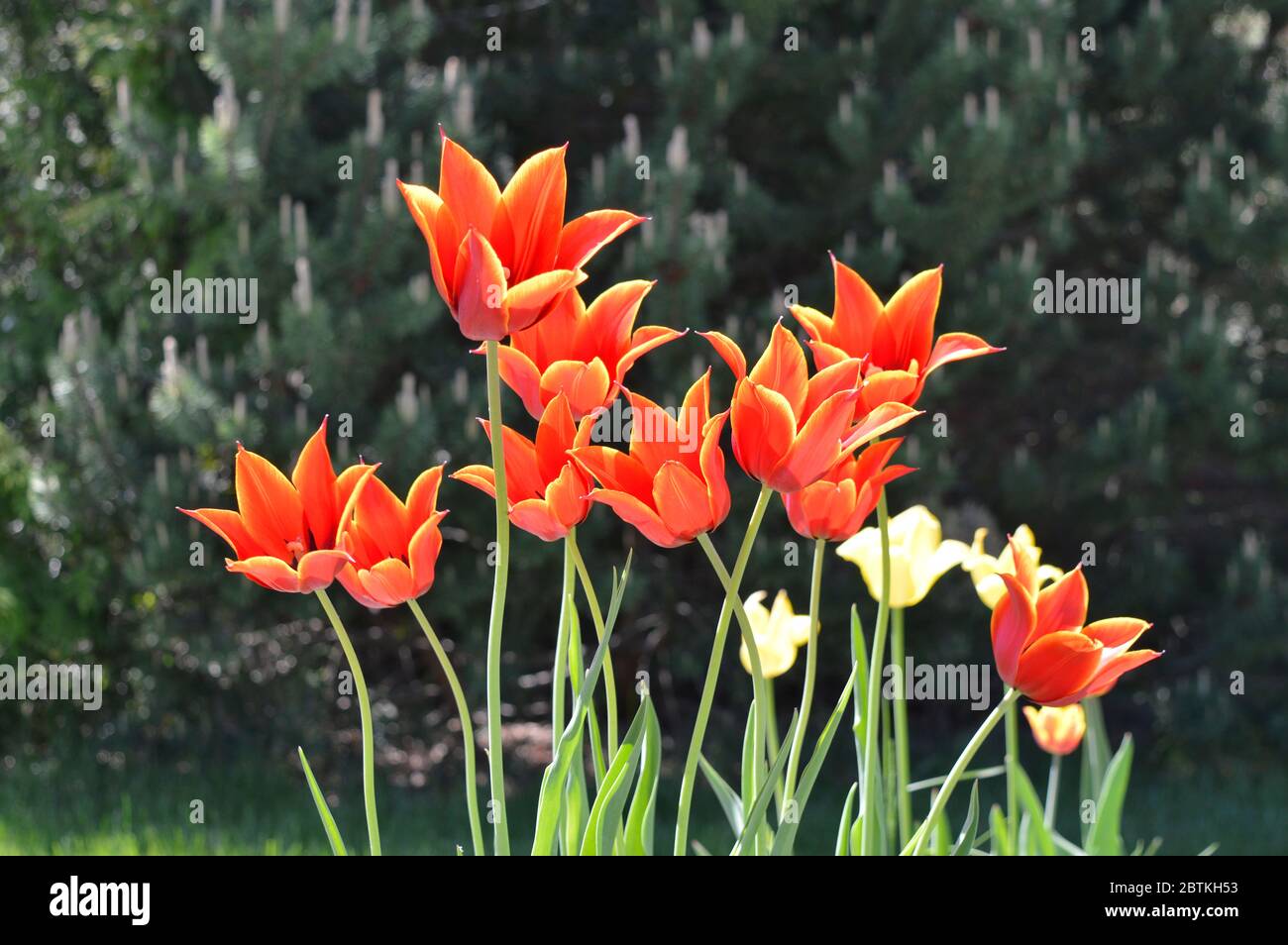 Rote und gelbe Tulpen blühen und öffnen sich weit in der frühen Morgensonne. Signalisieren, dass gutes Wetter und längere Tage hier sind. Stockfoto