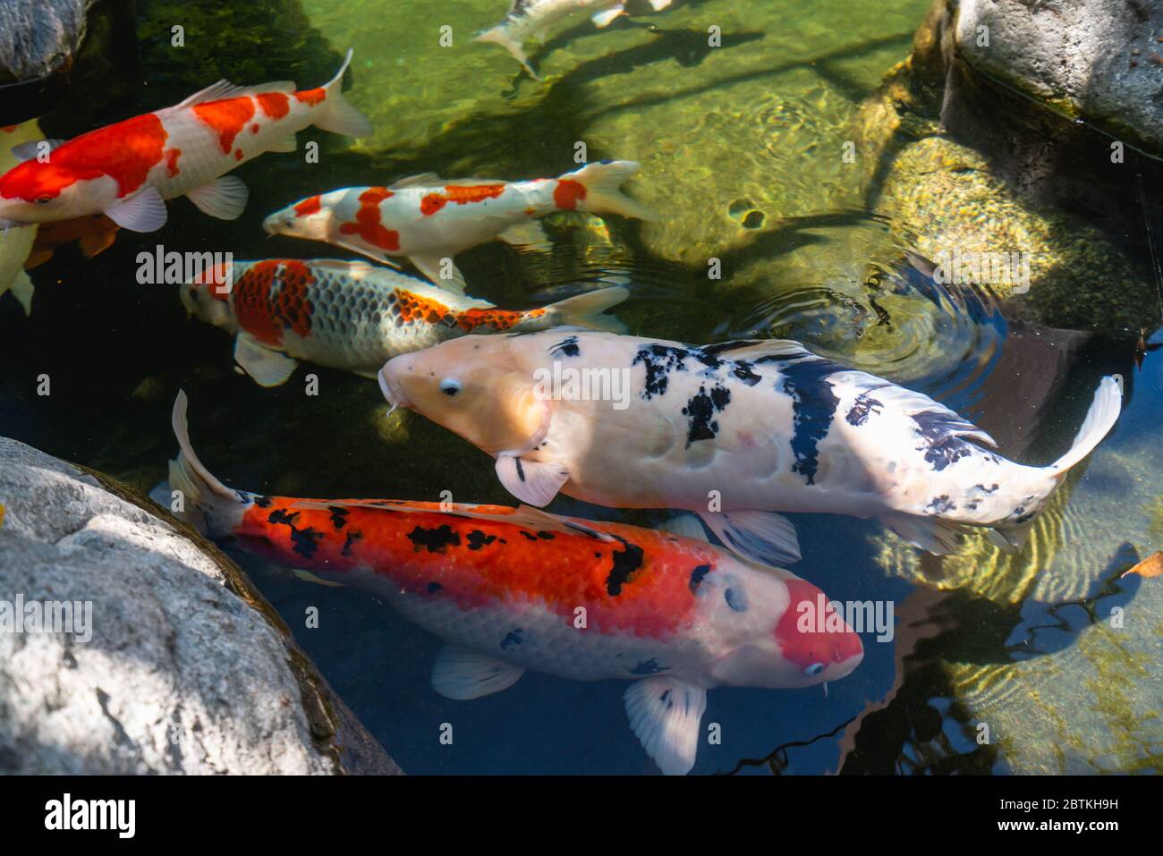 Koi Teich. Schöne bunte Koi Fische schwimmen im Teich. Sauberes Wasser