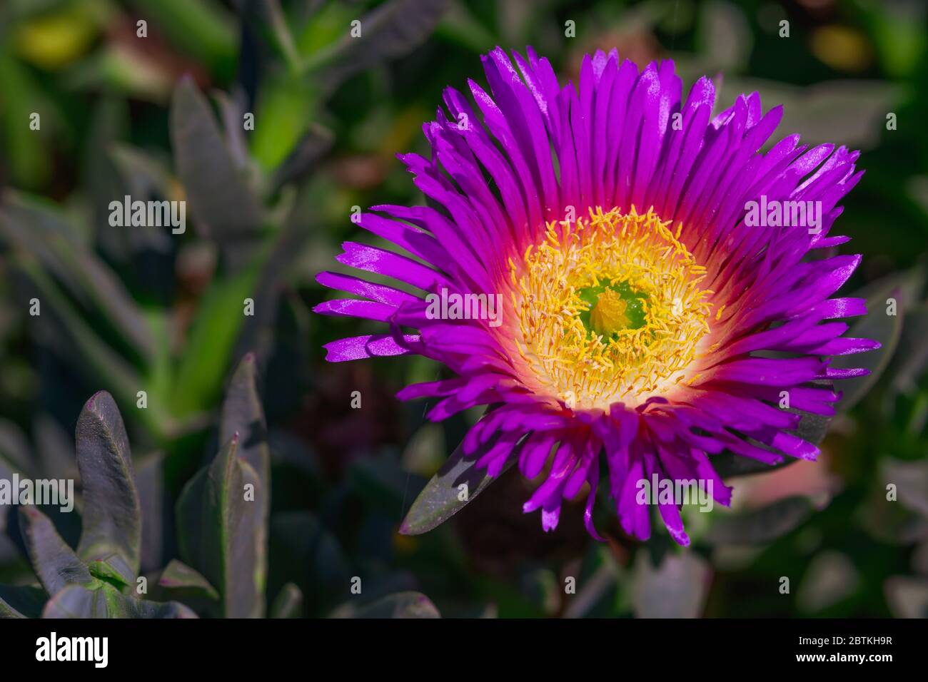 Lila Schwimmer Nahaufnahme. Blütenwüste. Lampranthus spectabilis (Schleppeispflanze) in Blüte Stockfoto