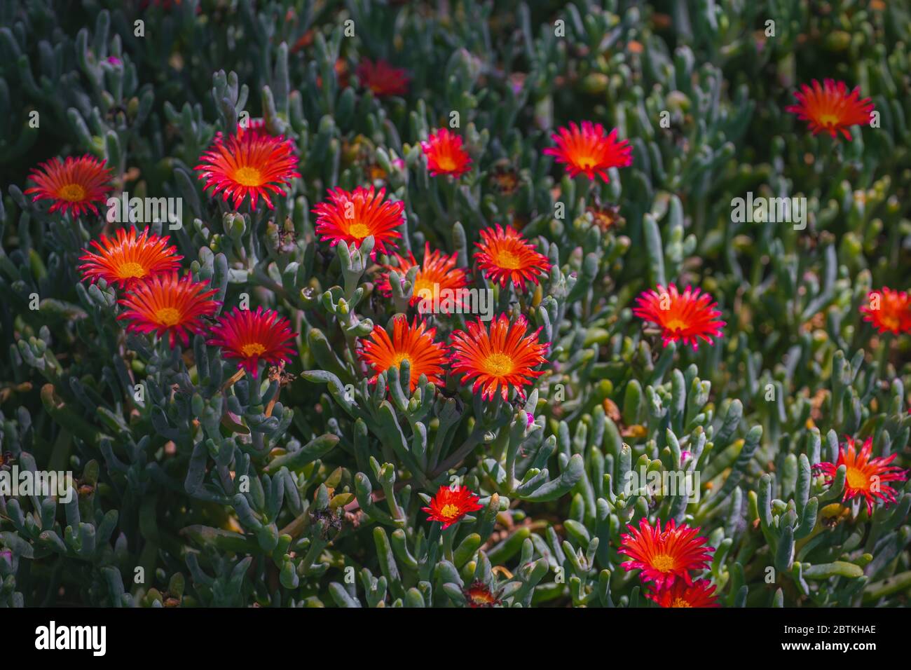 Floraler Hintergrund. Saftige Pflanze mit schönen roten Blüten. Rote Lampranthus, hängend Eispflanze in Blüte. Stockfoto