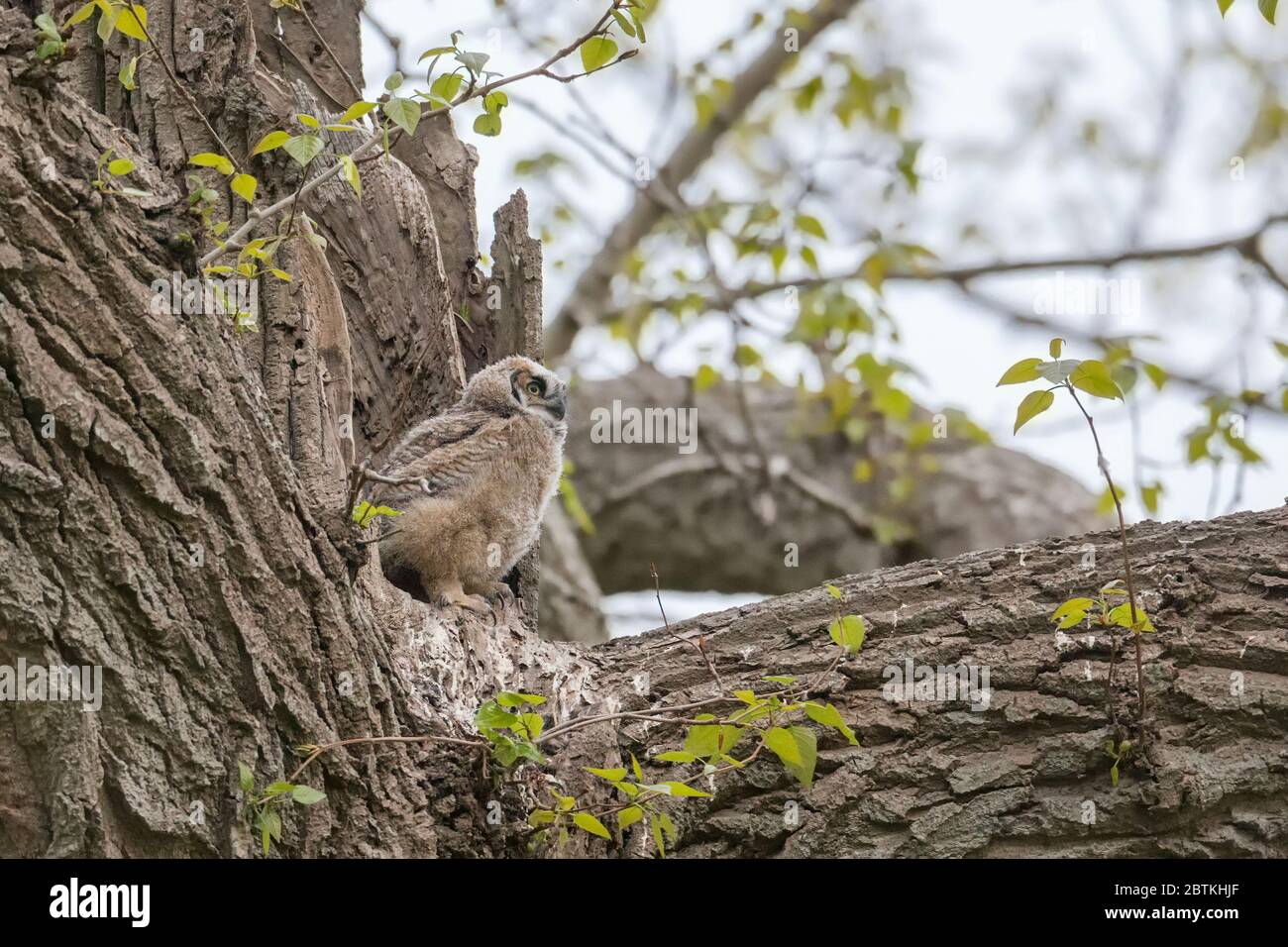 Great horned owl Nest und Owlet am Delta BC Kanada Stockfoto