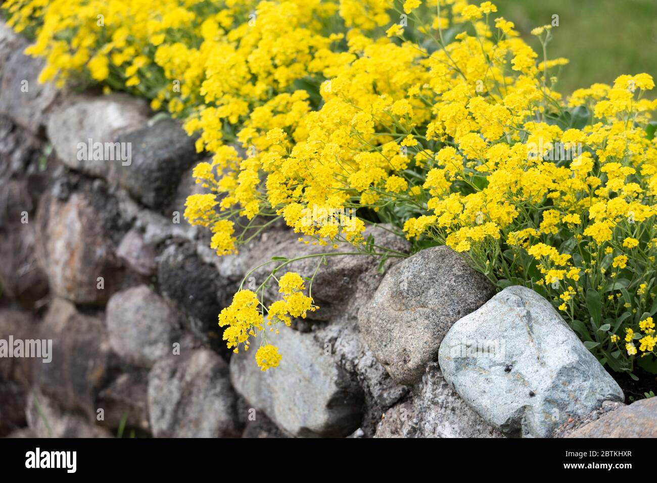 Gelbe Senfblume und Steinwand für den Hintergrund verwenden. Stockfoto