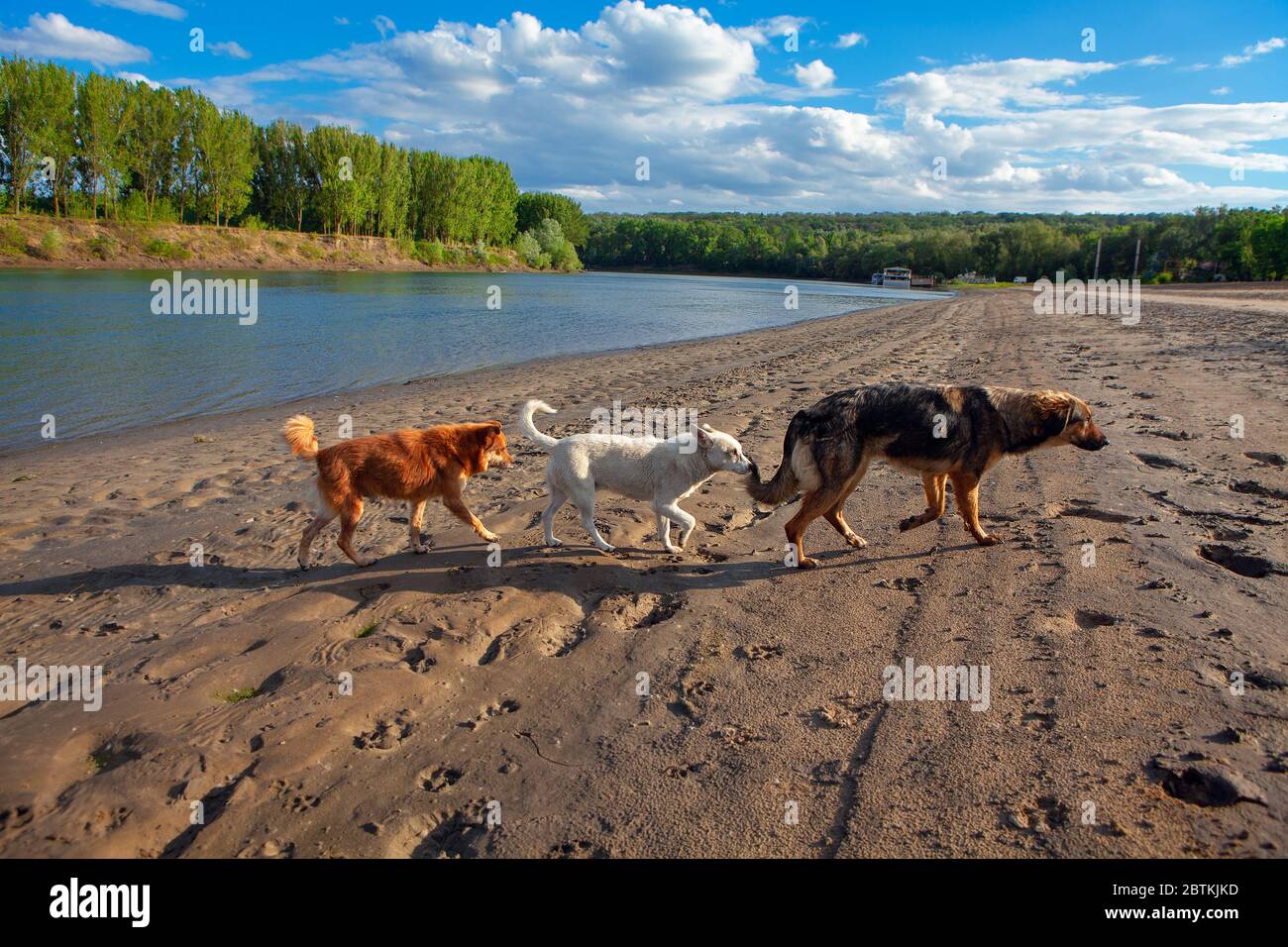 Hunde, die zusammen am Ufer des Flusses spazieren Stockfoto