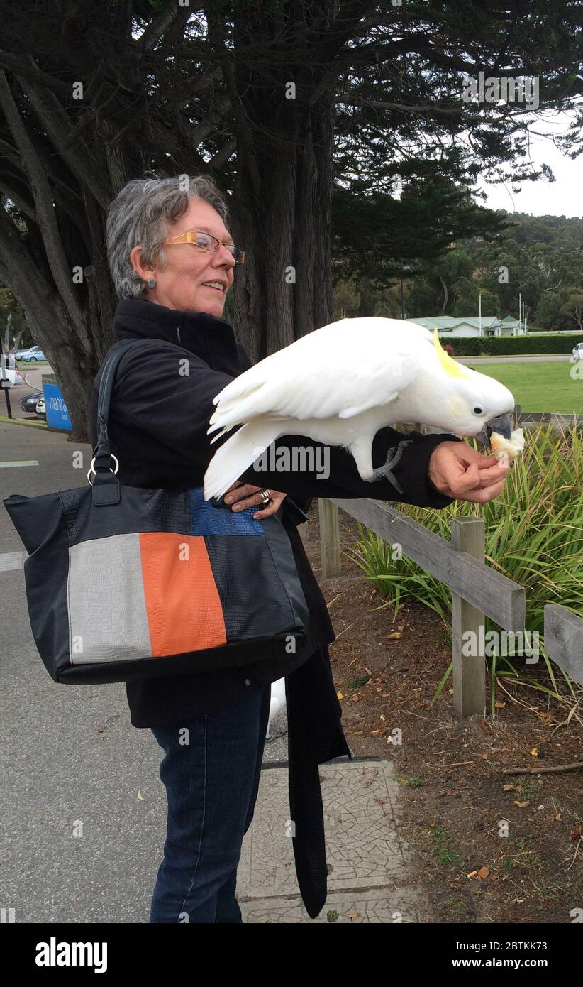 Halbwilder Schwefel Crested Cockatoo, Cacatua galerita, Essen aus einer Hand einer Frau während einer gemeinsamen menschlichen Interaktion in Lorne, Victoria, Australien Stockfoto