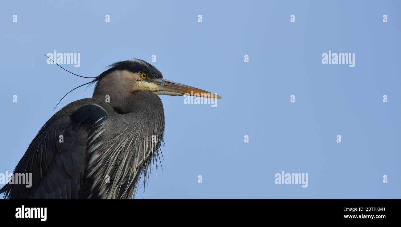 Stehender Blaureiher, Ardea herodias, Porträt gegen einen blauen Himmel. Stockfoto