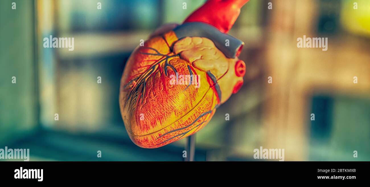Coronavirus Herzinsuffizienz Symptom COVID-19, Herz-Kreislauf-Erkrankungen medizinischen Herzmodell Banner. Panorama des Risikos eines Schlaganfalls Blutgerinnsel mit Corona-Virus-Infektion. Stockfoto