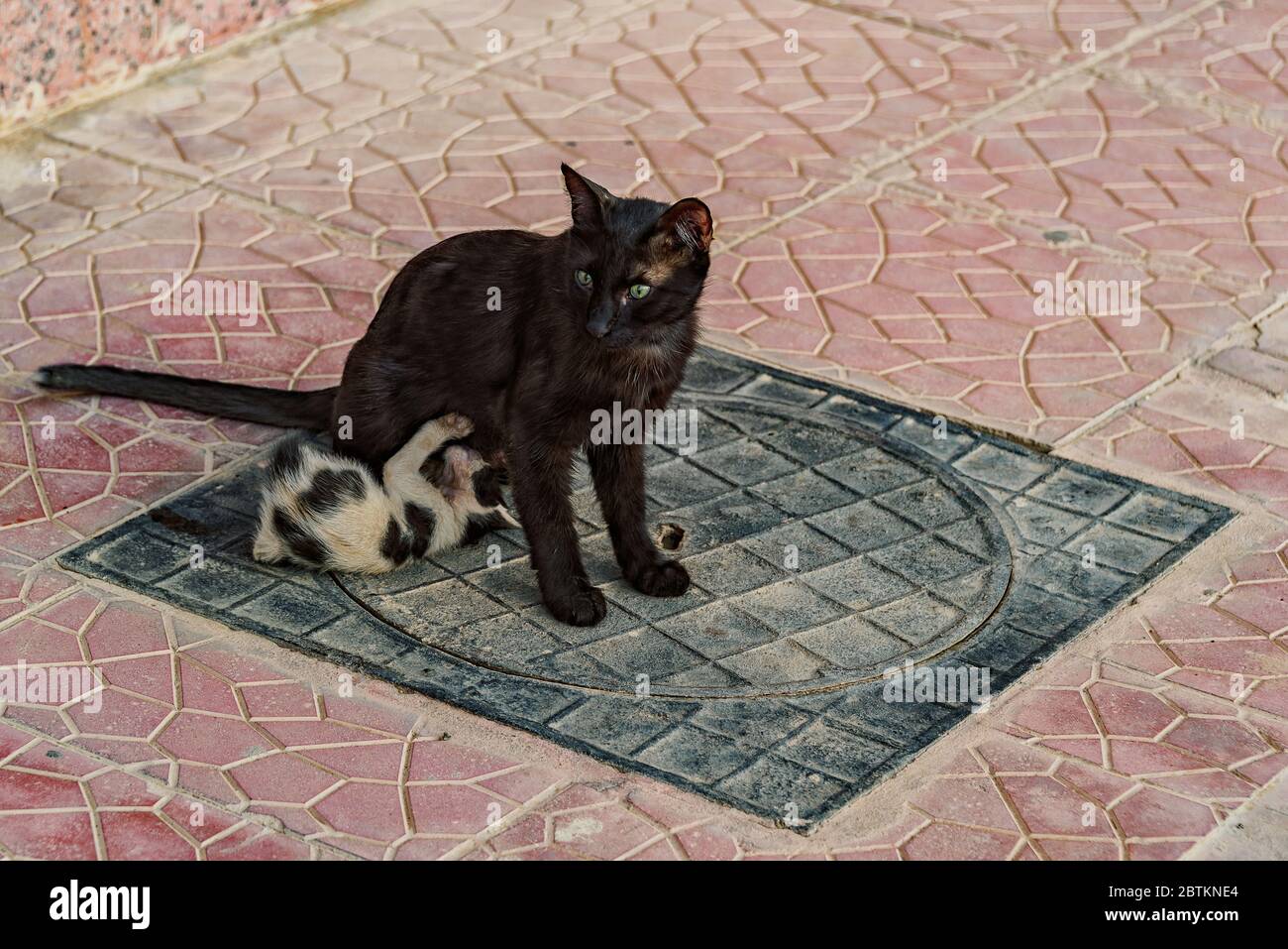 Feral, aber freundliche Katzen Stockfoto