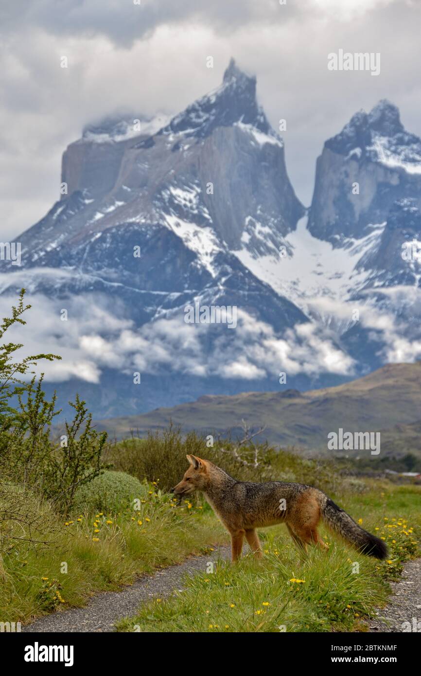 Culpeo (Lycalopex culpaeus), auch bekannt als zorro culpeo, Anden zorro oder Anden Fuchs, direkt vor den Gipfeln der Torres del Paine Stockfoto