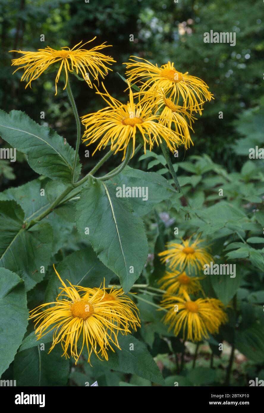 Elektampane, Inula helenium, auch Pferdeheiler genannt Stockfoto
