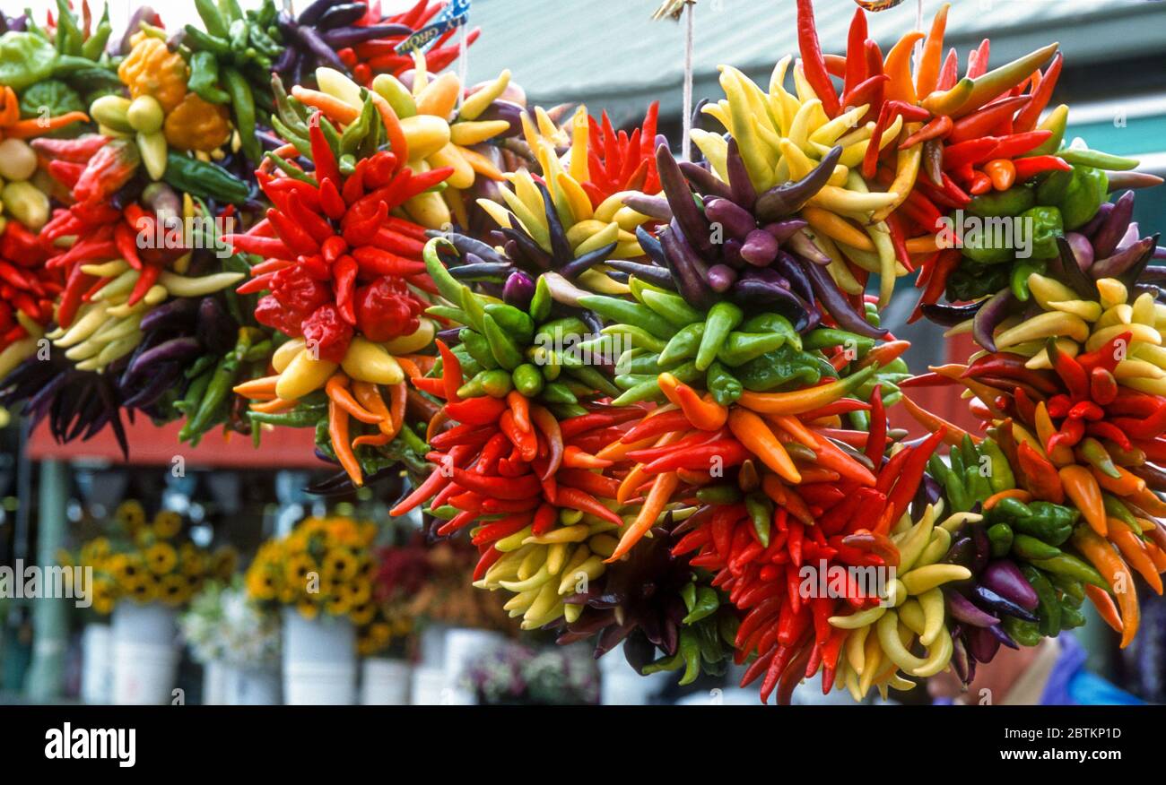 Bunte Paprika aufgereiht für die Anzeige, Pike Place Market Stockfoto