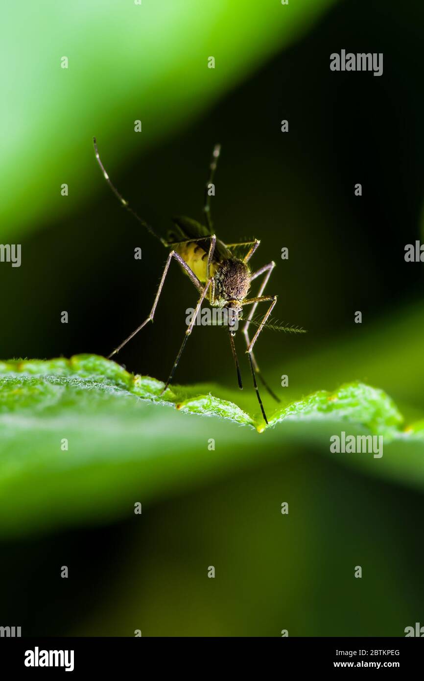 Gefährliche Malaria infizierte Moskito auf grünem Hintergrund. Leishmaniose, Enzephalitis, Gelbfieber, Dengue, Malaria-Krankheit, Mayaro oder Zika-Virus infe Stockfoto