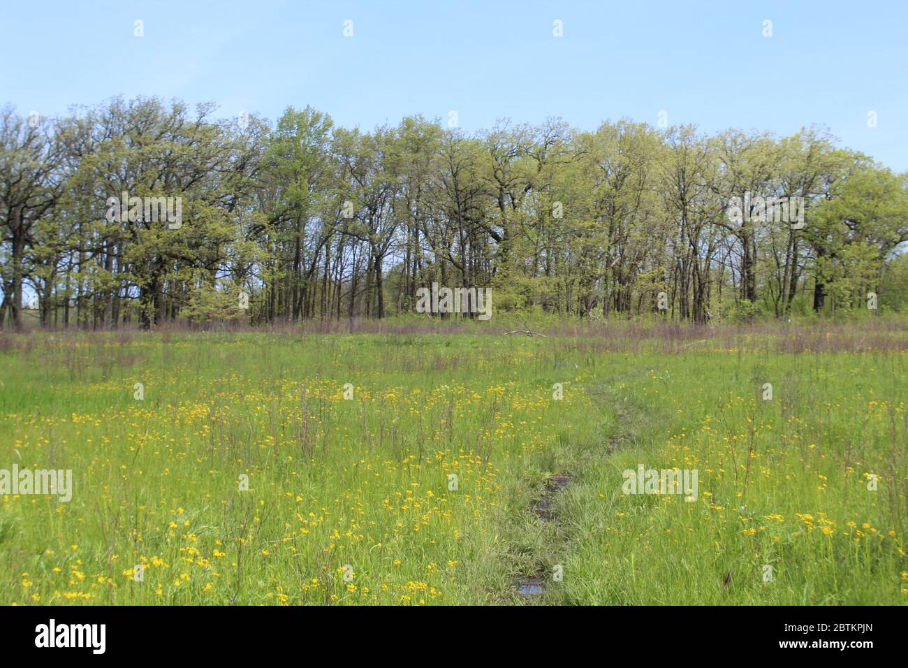 Wiese im Frühling mit Butterblumen mit Eichen in Northbrook, Illinois im Somme Prairie Nature Preserve Stockfoto