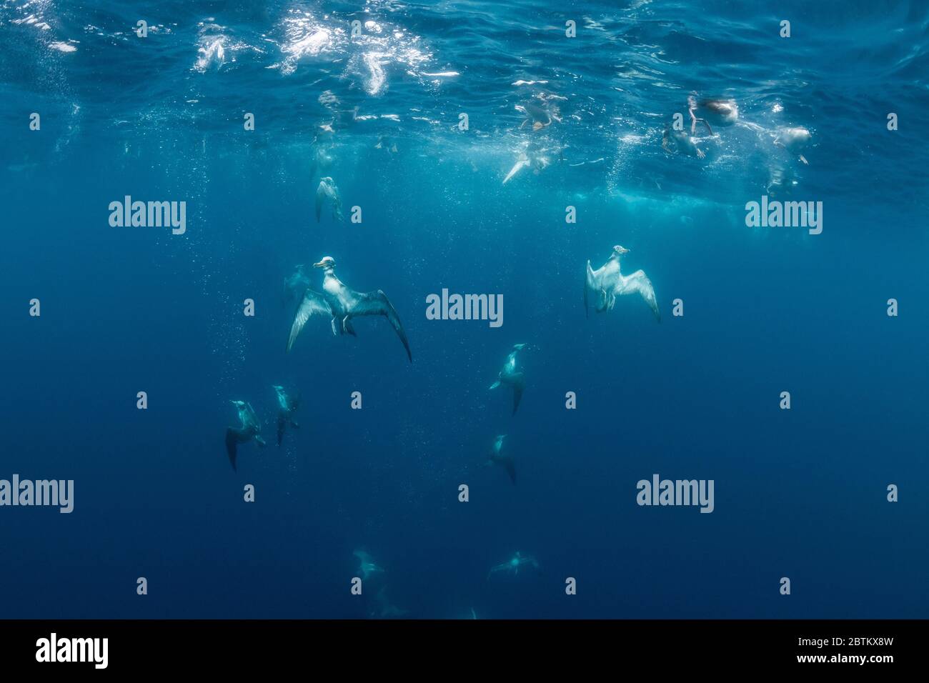 Cory's Shearwater versucht, Sardinen zu fressen. Stockfoto