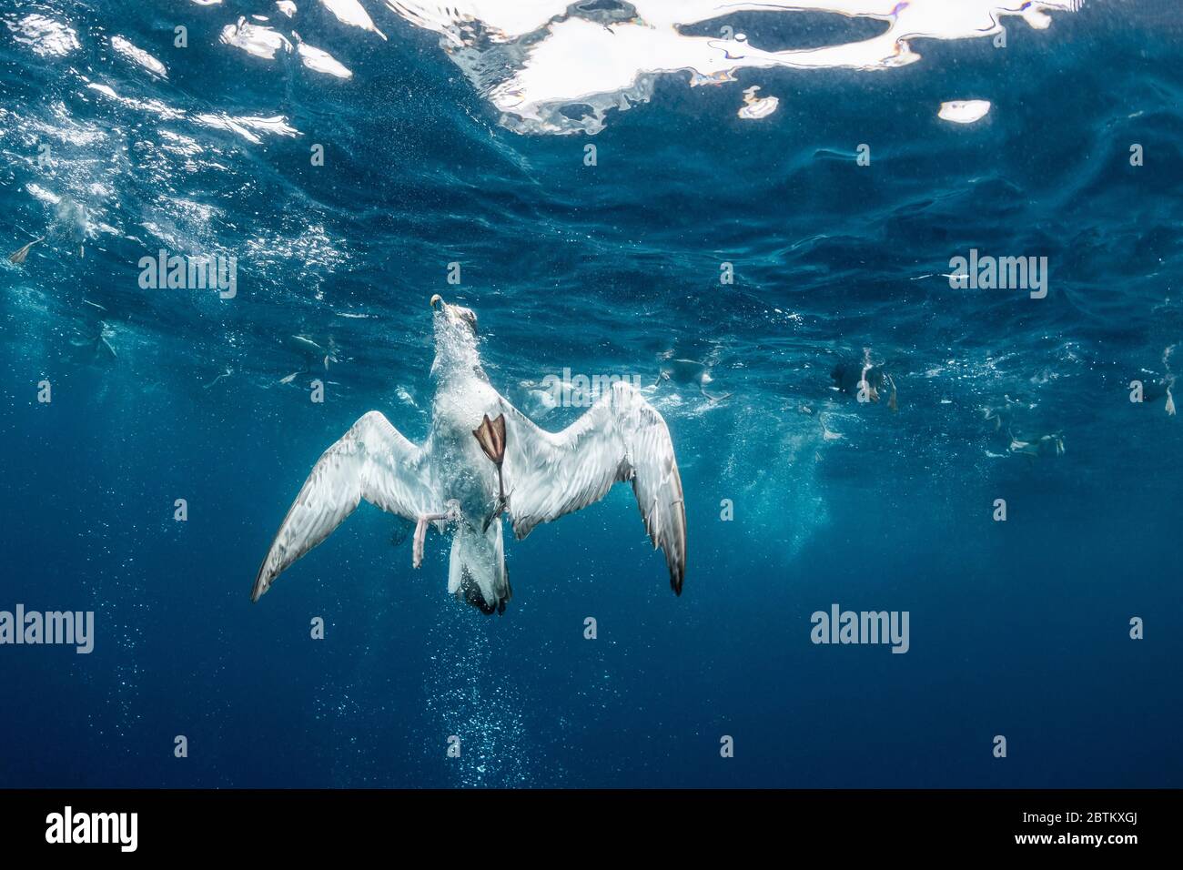 Cory's Shearwater versucht, Sardinen zu fressen. Stockfoto
