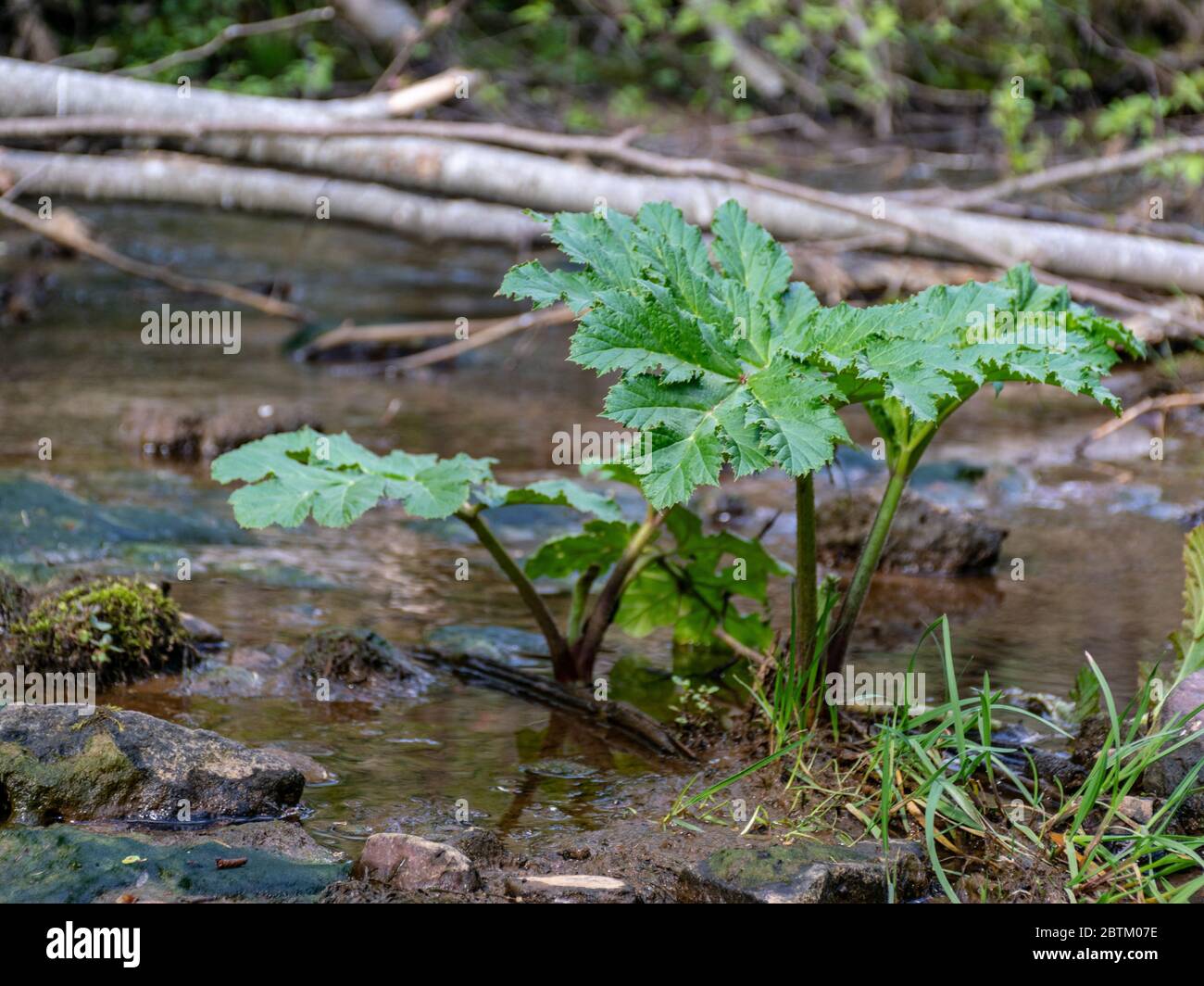 Frühlingslandschaft aus einem kleinen Fluss, viel helles Gras am Ufer, Zweige biegen über den Fluss Stockfoto