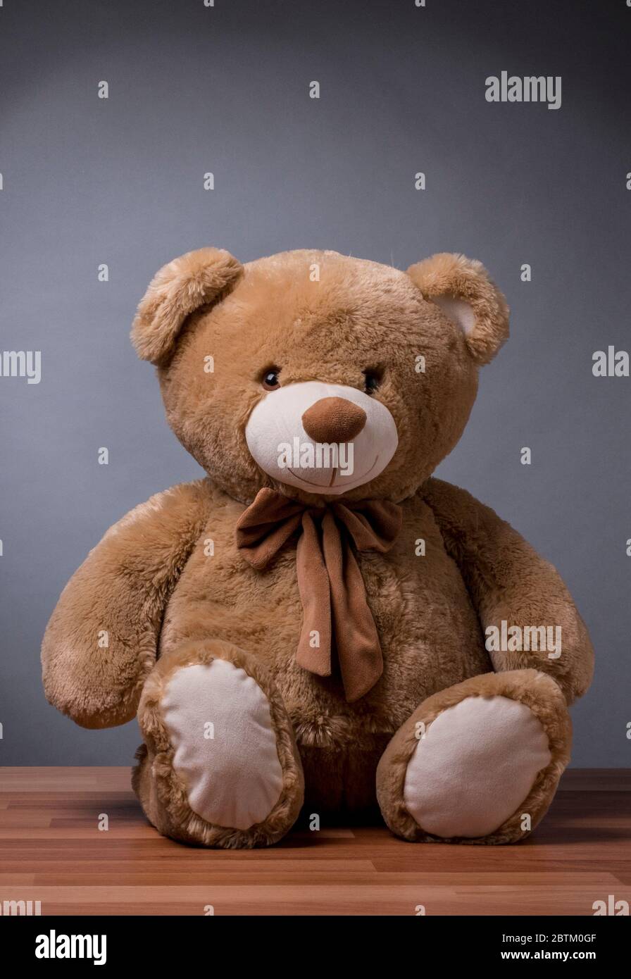 Teddybär mit Studio-Deckenbeleuchtung Stockfoto