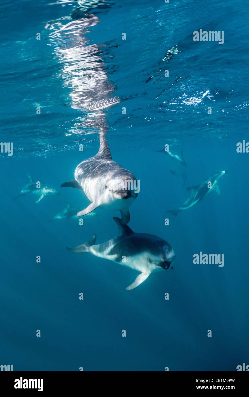 Dusky Dolphins, Nuevo Golf, Valdes Halbinsel, Argentinien. Stockfoto