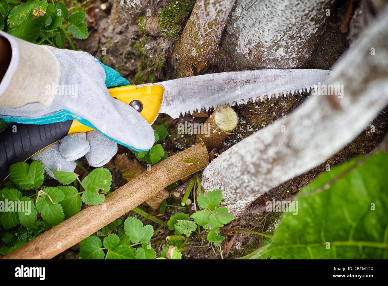 Baum mit messer beschneiden Fotos und Bildmaterial in hoher Auflösung