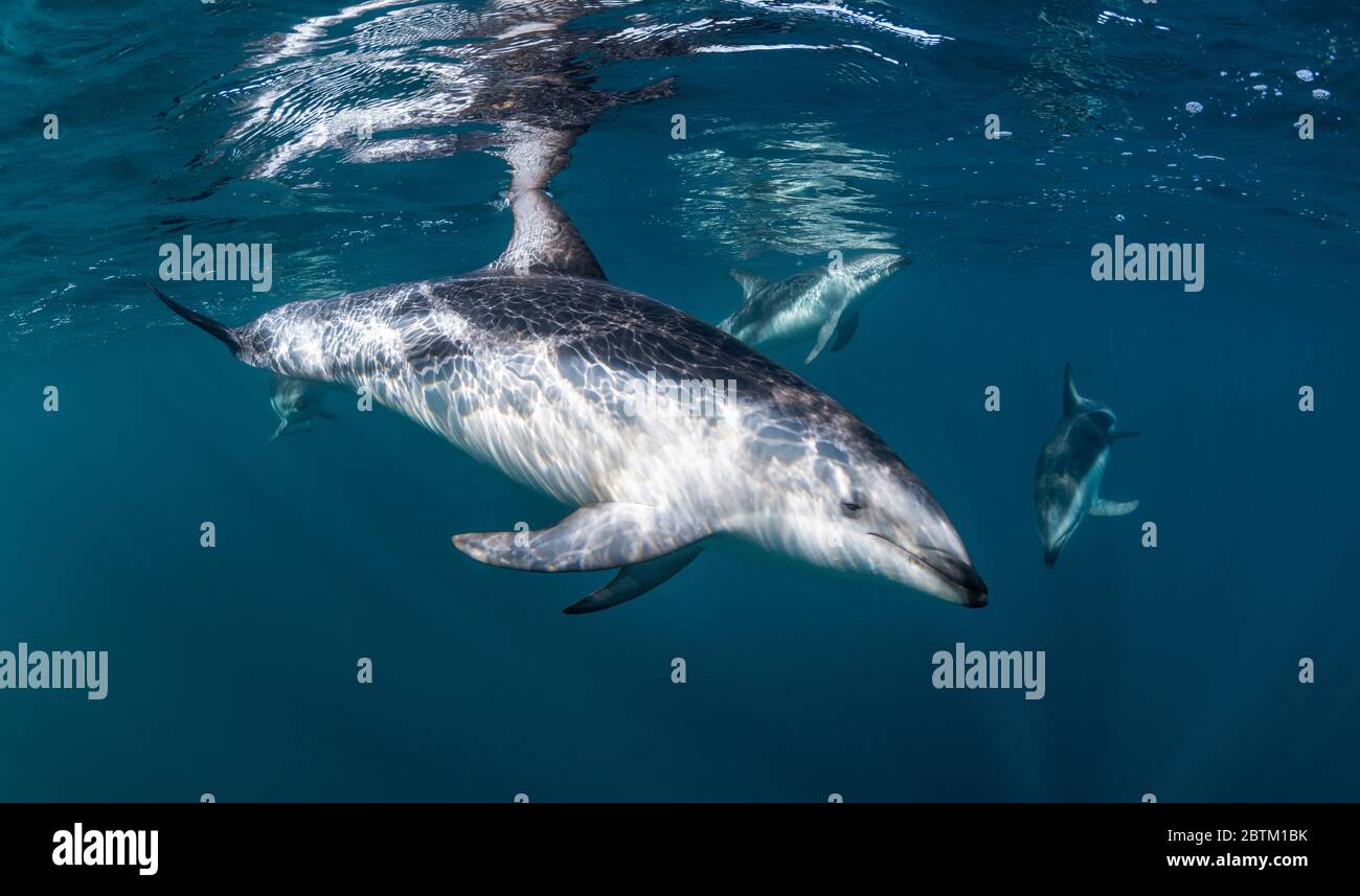 Dusky Dolphins, Nuevo Golf, Valdes Halbinsel, Argentinien. Stockfoto