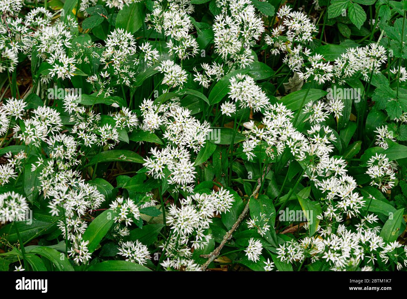 Teppich aus wilden Knoblauchblumen Stockfoto