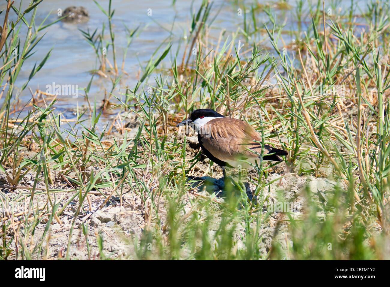 Stirnswingelkiebter Kiebitz oder Stirnswingelpfeiffer Vanellus spinosus. Stockfoto