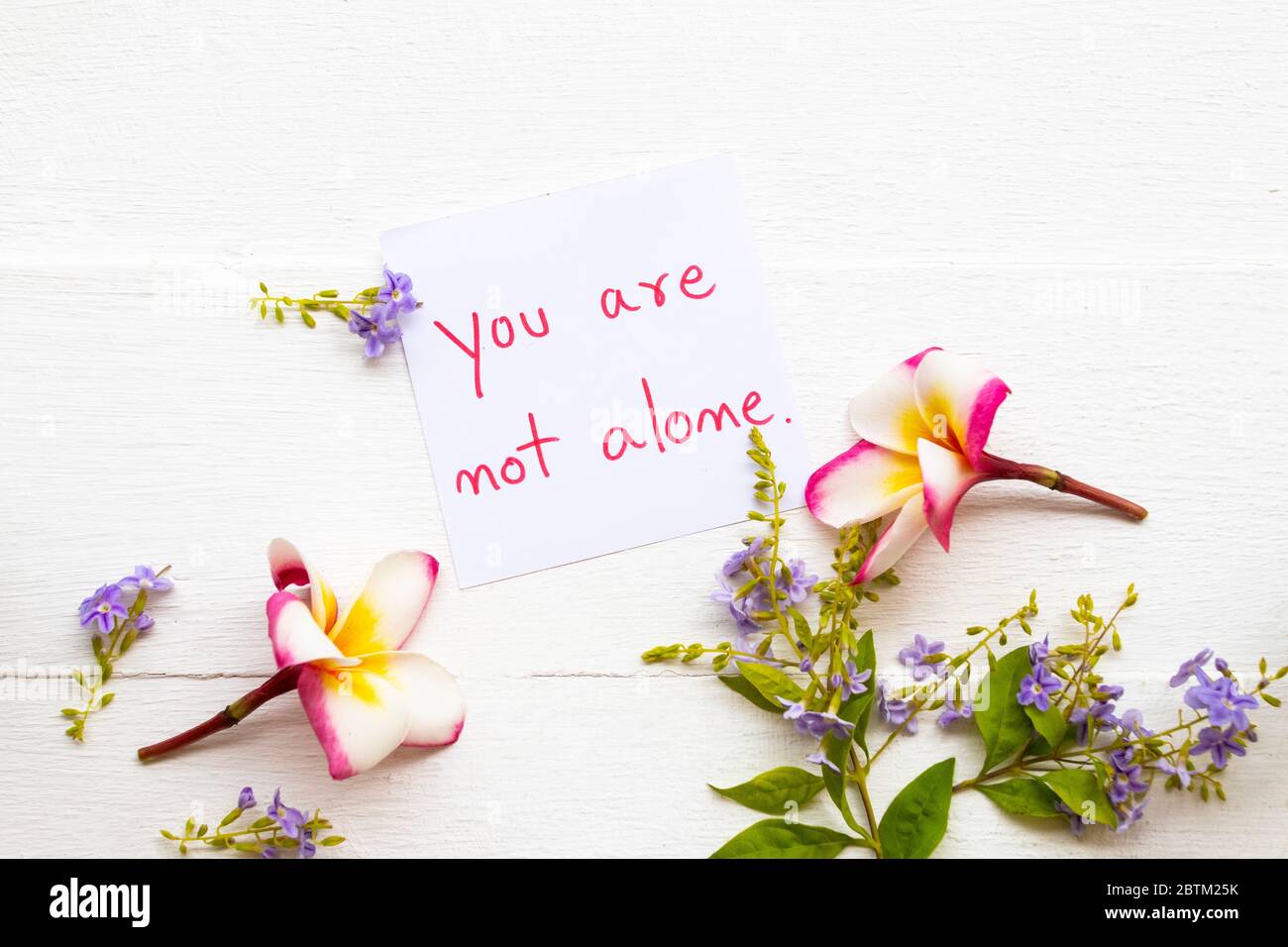 Sie sind nicht allein Message Card Handschrift mit Blume frangipani und lila Blumen Anordnung flach legen Postkarte Stil auf Hintergrund weiß Stockfoto