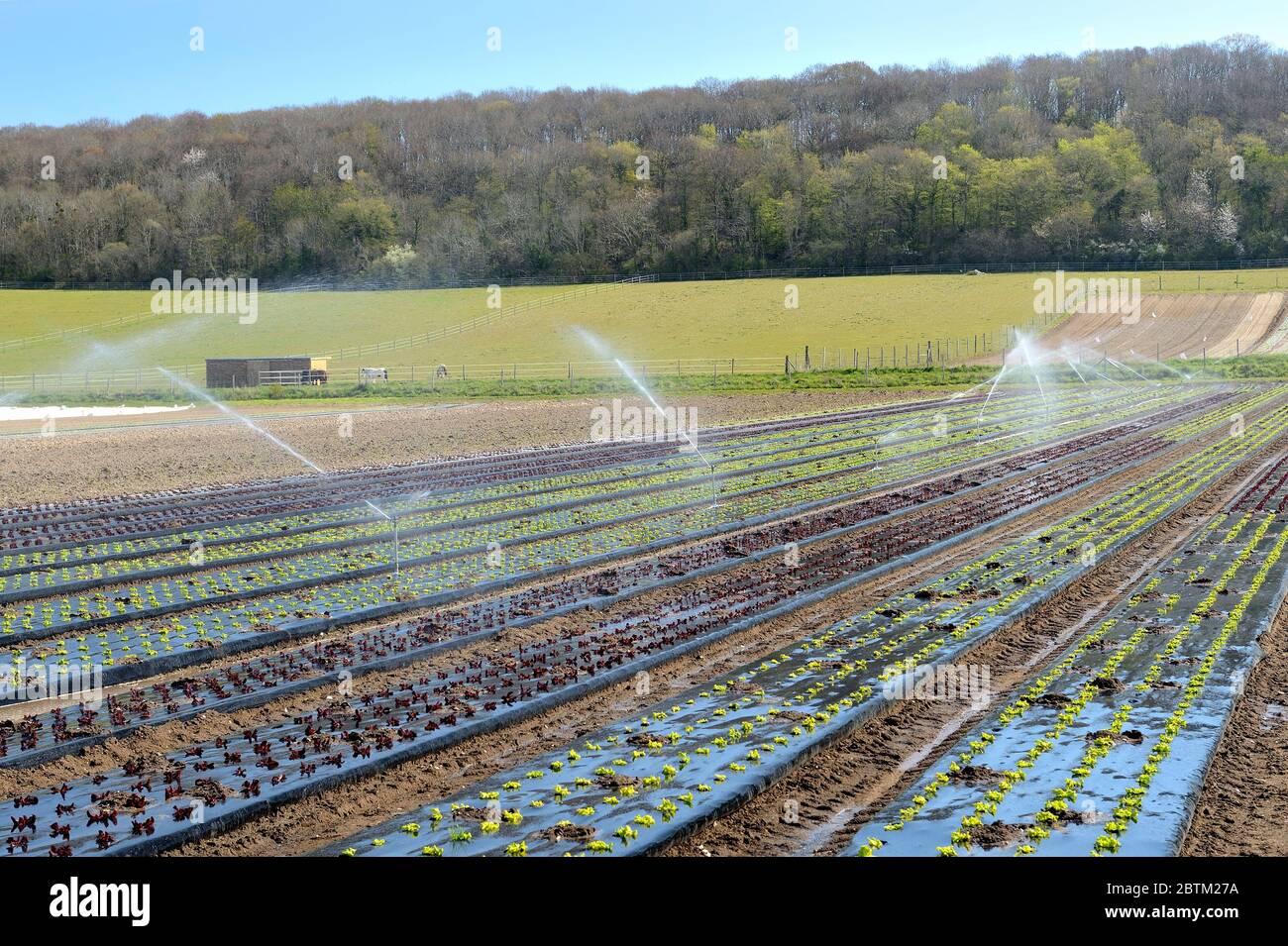 Normandie, Frankreich, April 2020. Gartenarbeit. Automatische Anlage für die Bewässerung von Salaten wegen Wassermangel Stockfoto