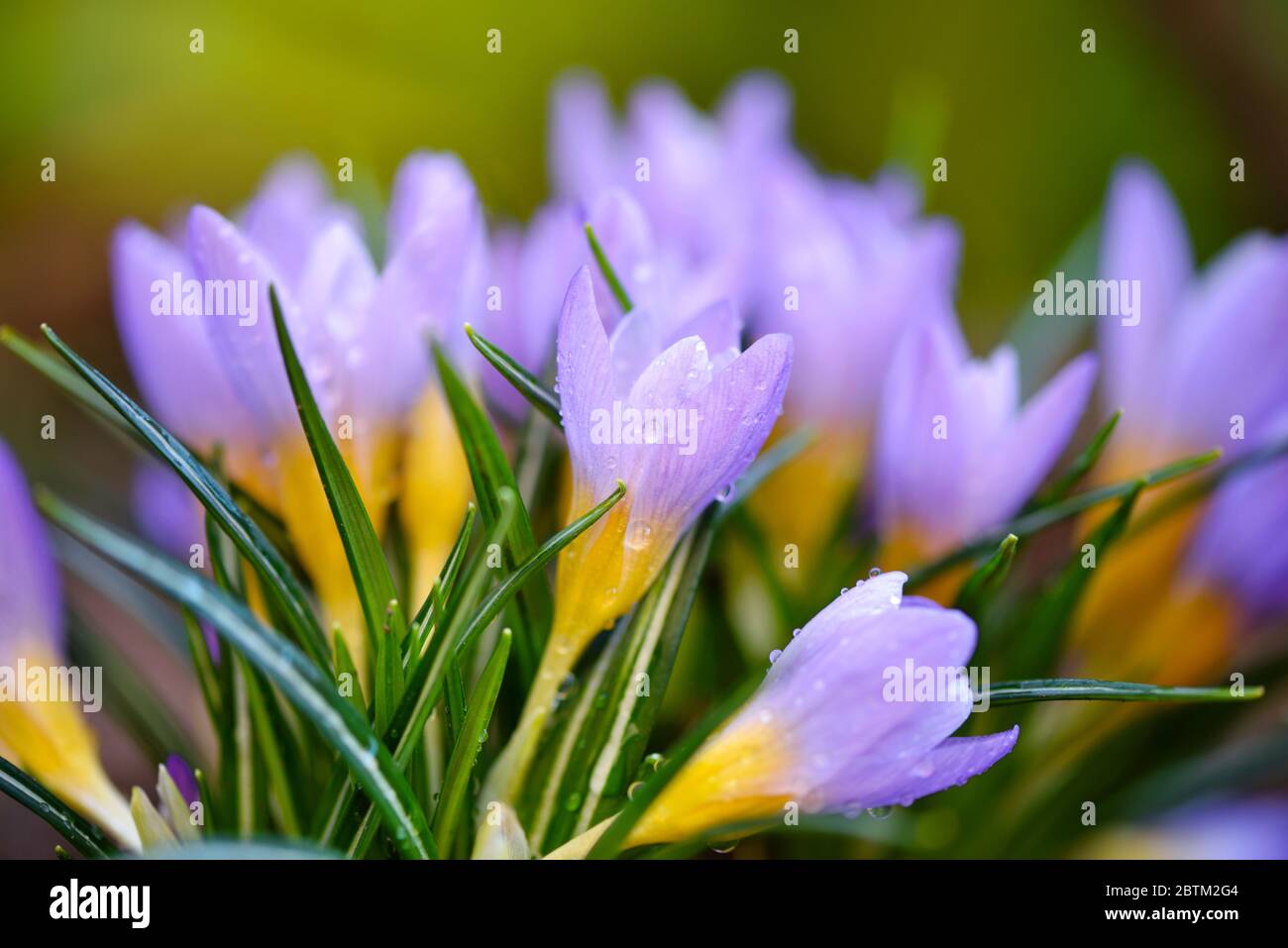 Die Krokusse Familie mit Tau-Tropfen, Frühlingscrocus Stockfoto