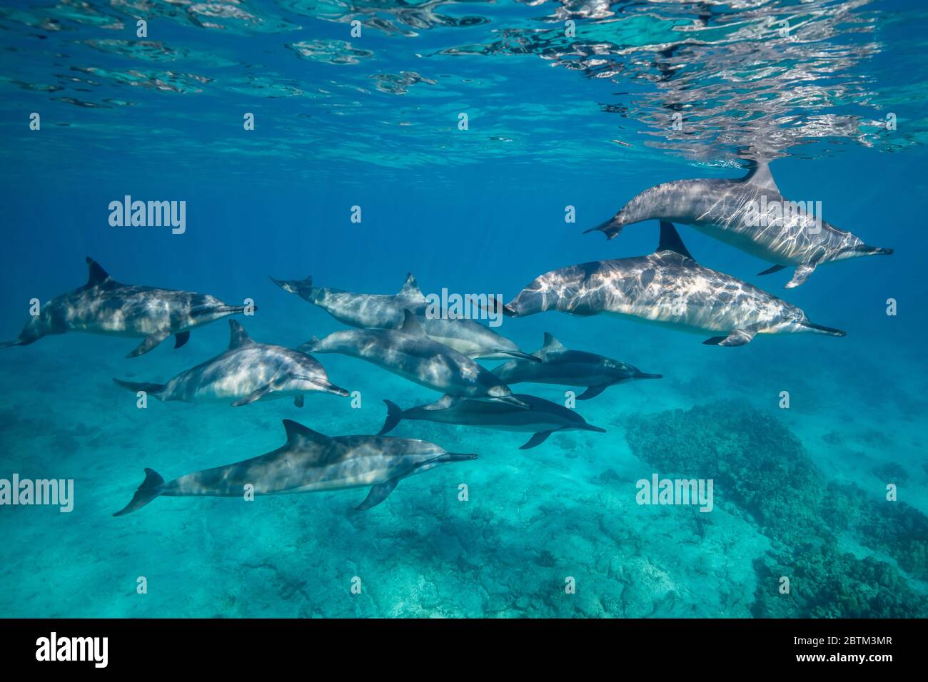 Hawaiianische Spinner Delfine schwimmen entlang der Kona Küste, Big Island Hawaii. Stockfoto