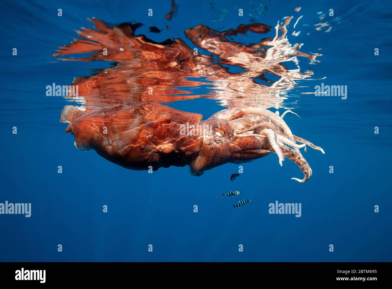 Verletzte Riesenkalmar nahe der Oberfläche, fast tot, mit Pilotfisch verwendet es für Schutz, Ligurisches Meer, Italien. Stockfoto
