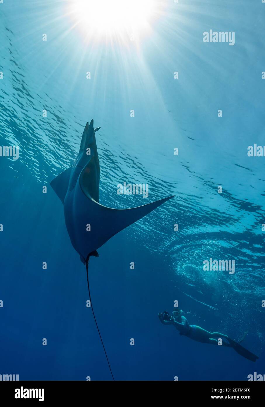 Mobula-Rochen füttert an der Oberfläche, Ligurisches Meer, Italien. Stockfoto