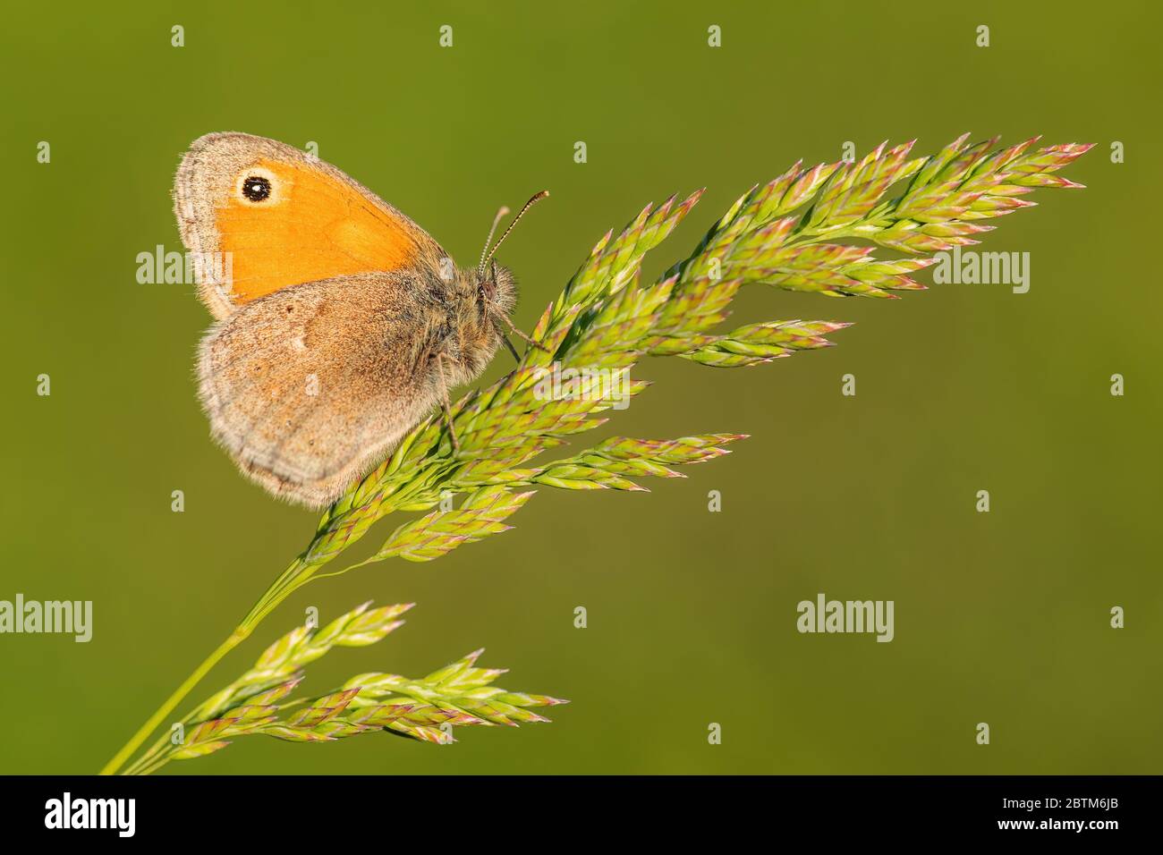 Kleiner Heideschmetterling - Coenonympha pamphilus, schöner brauner und oranger Schmetterling aus Europa und Nordafrika, Zlin, Tschechische Republik. Stockfoto