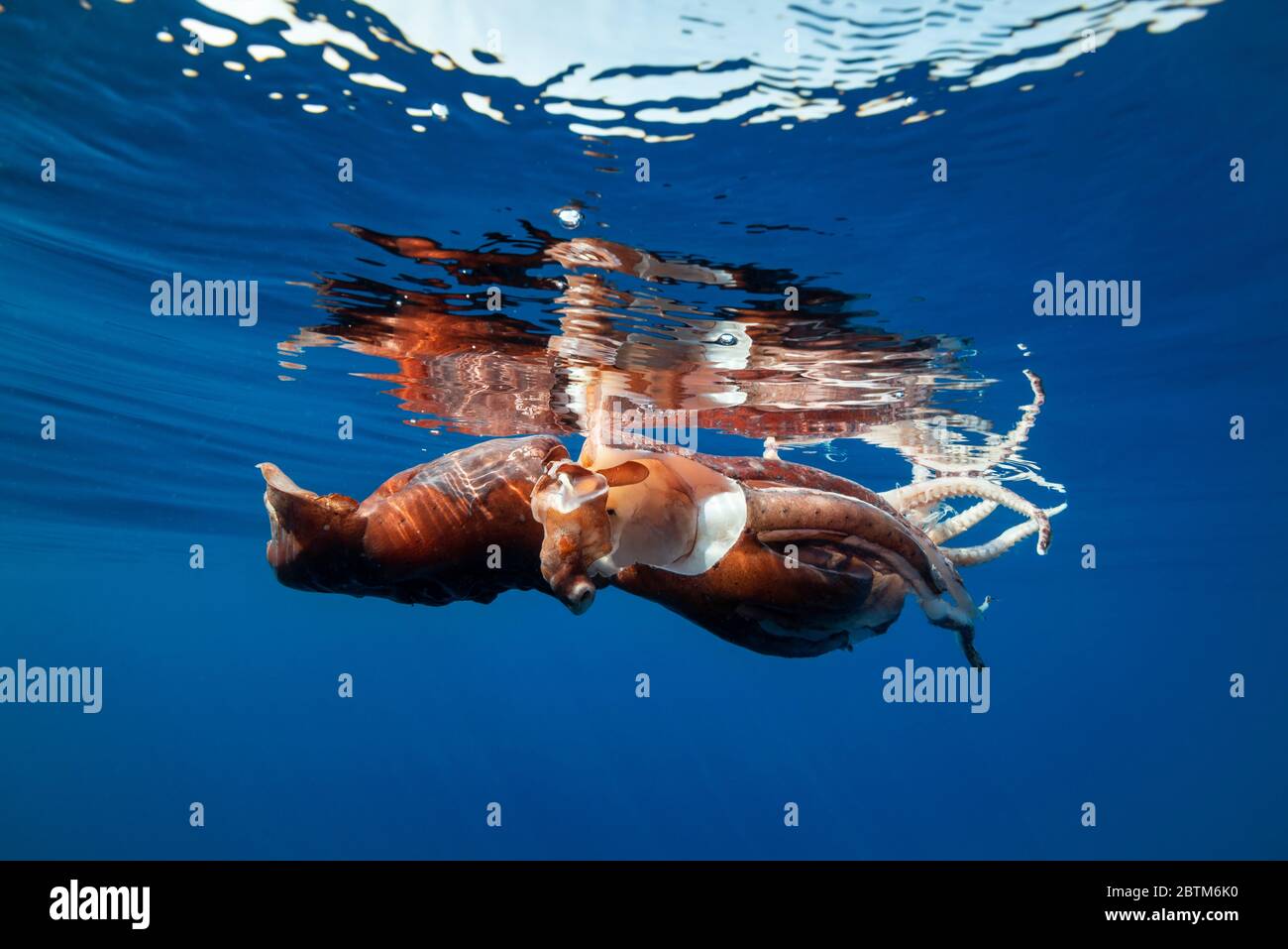 Verletzte Riesenkalmar schwimmt in der Nähe der Oberfläche mit seinem Siphon fast vollständig losgelöst, Ligurisches Meer, Italien. Stockfoto