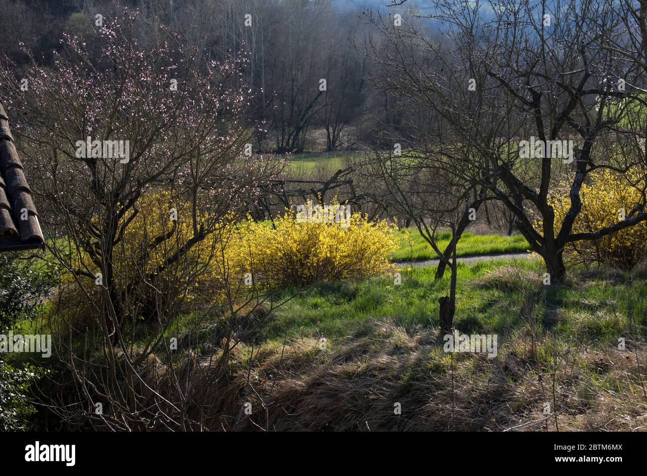 Malerische Besensträucher und blühende Bäume im Frühling, Langhe, Piemont, Italien Stockfoto