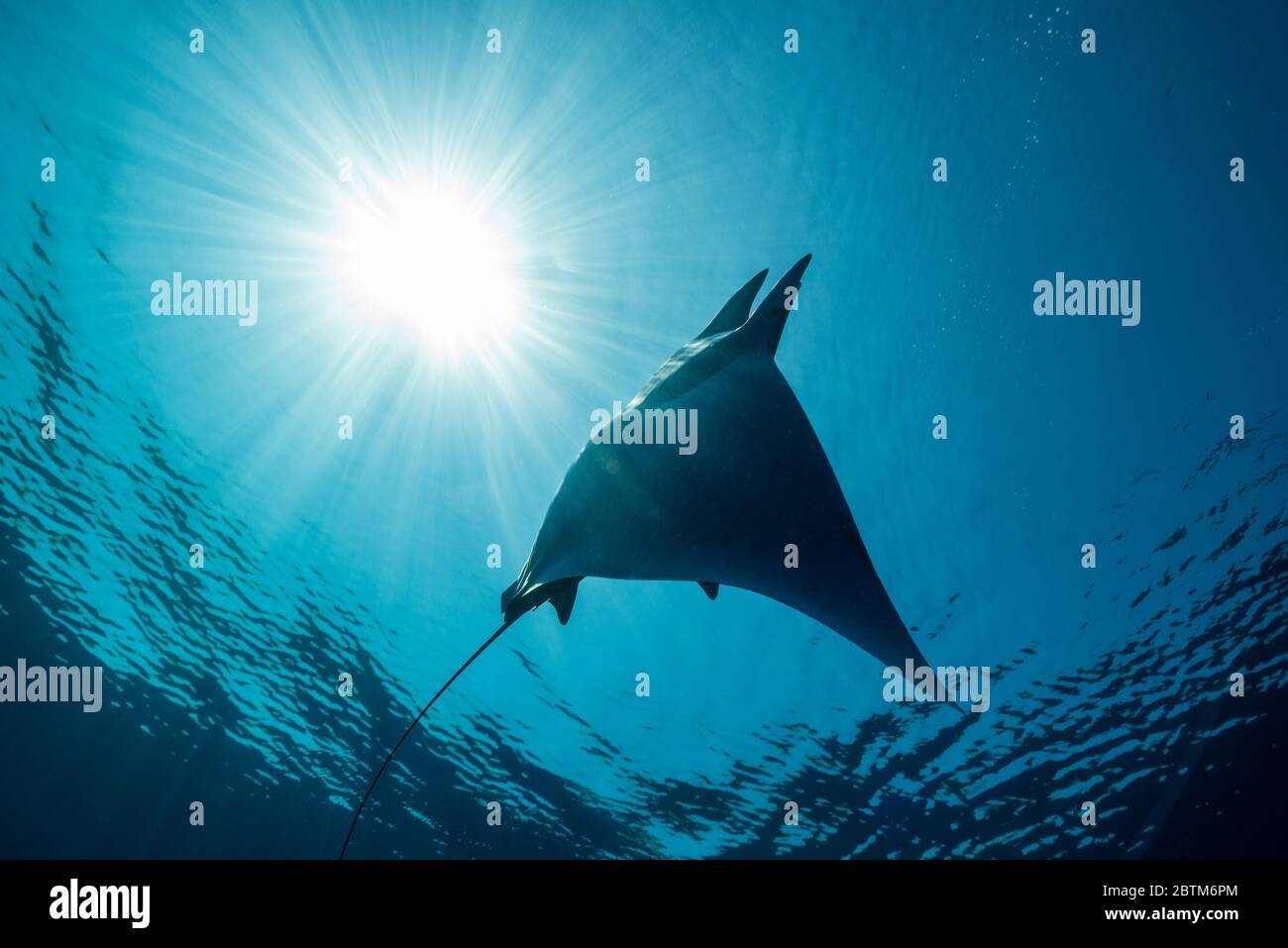 Mobula-Rochen füttert an der Oberfläche, Ligurisches Meer, Italien. Stockfoto