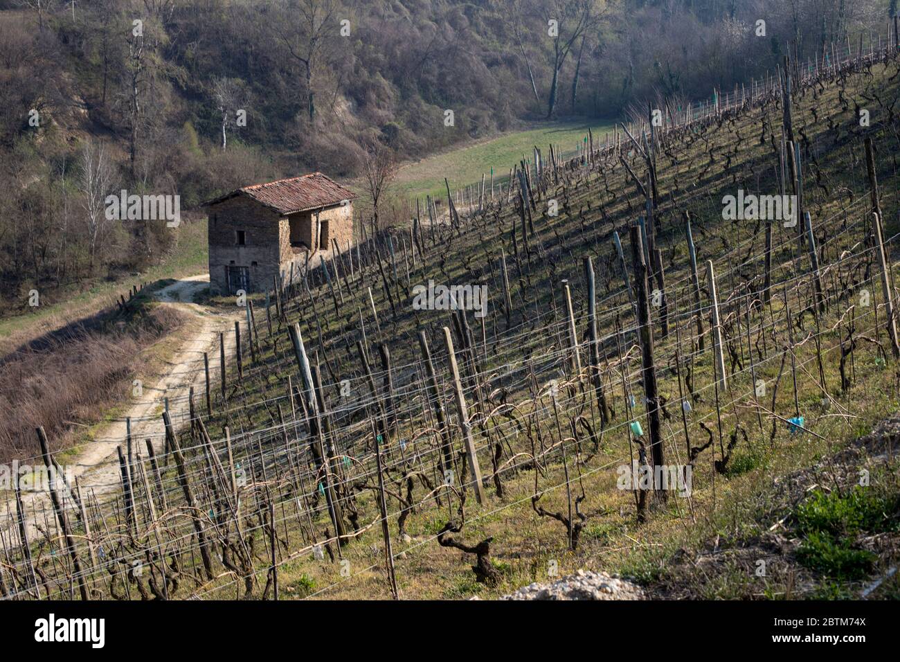 Landstraße und ein Bauernhof Schuppen in den Weinbergen, Cassinasco, Langhe, Piemont, Italien Stockfoto