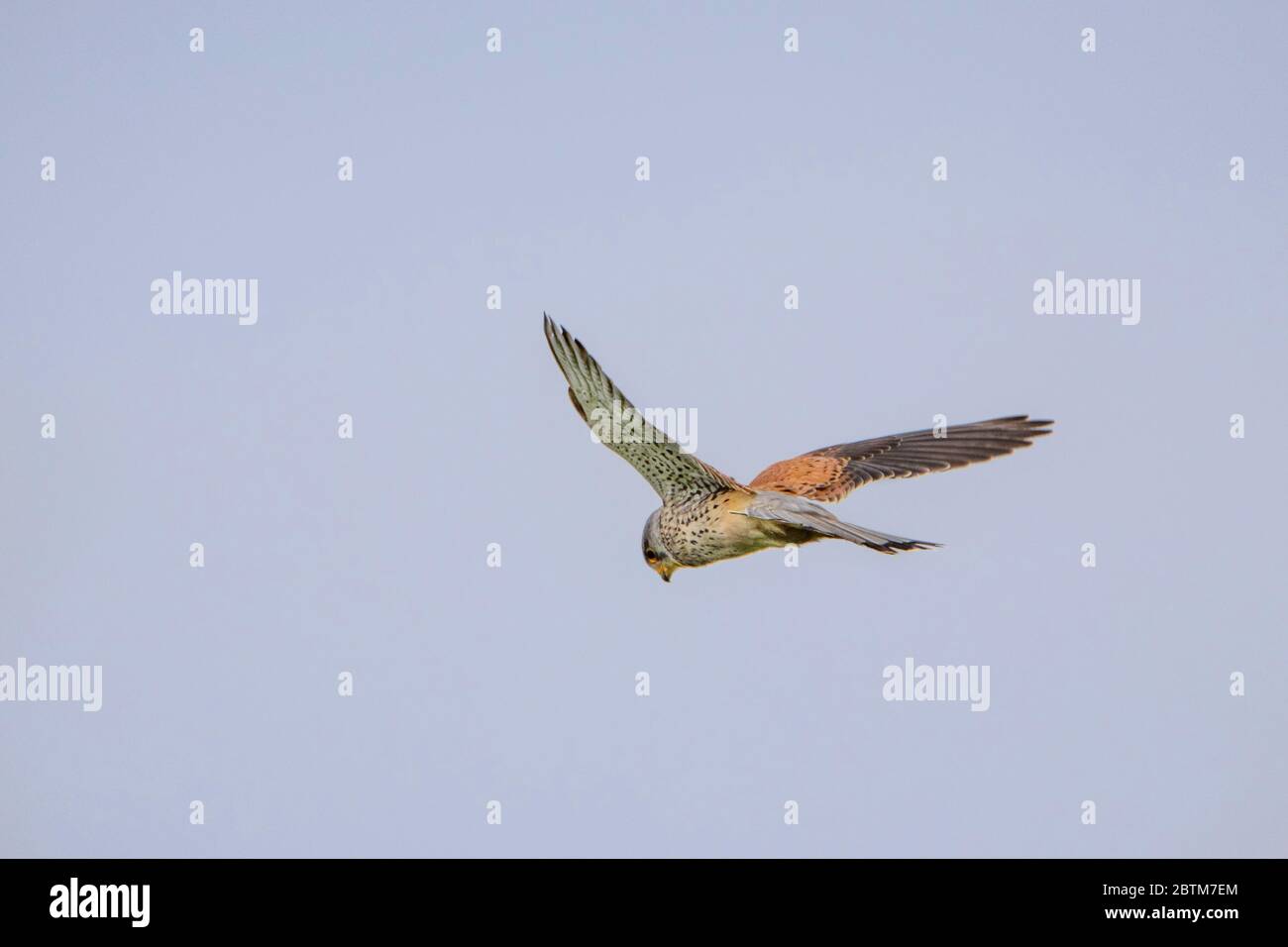 Kestrel, gemeiner Turmfalke, schwebt und Jagd über der Bedfordshire Landschaft, Großbritannien Stockfoto