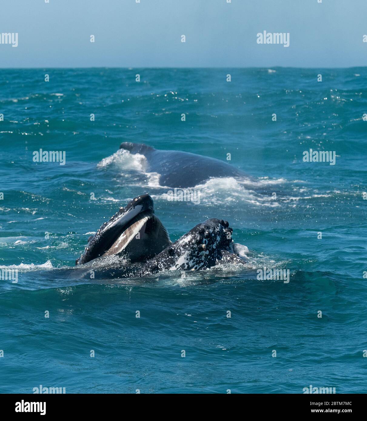 Buckelwale füttern Plankton, das durch den Benguela-Strom, Atlantischer Ozean, Südafrika, eingebracht wurde. Stockfoto