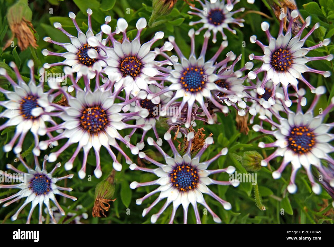 Nahaufnahme von osteospermum fruticosum Stockfoto