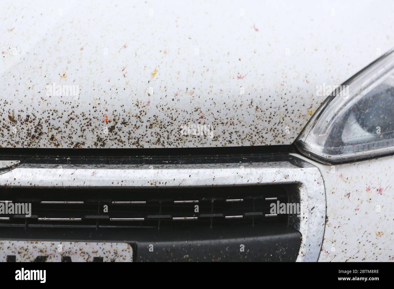 Viele Insekten sind nach einer langen Fahrt gegen ein weißes Auto abgestürzt. Nach einer Reise haben sich Mücken auf der Haube angesammelt. Stockfoto