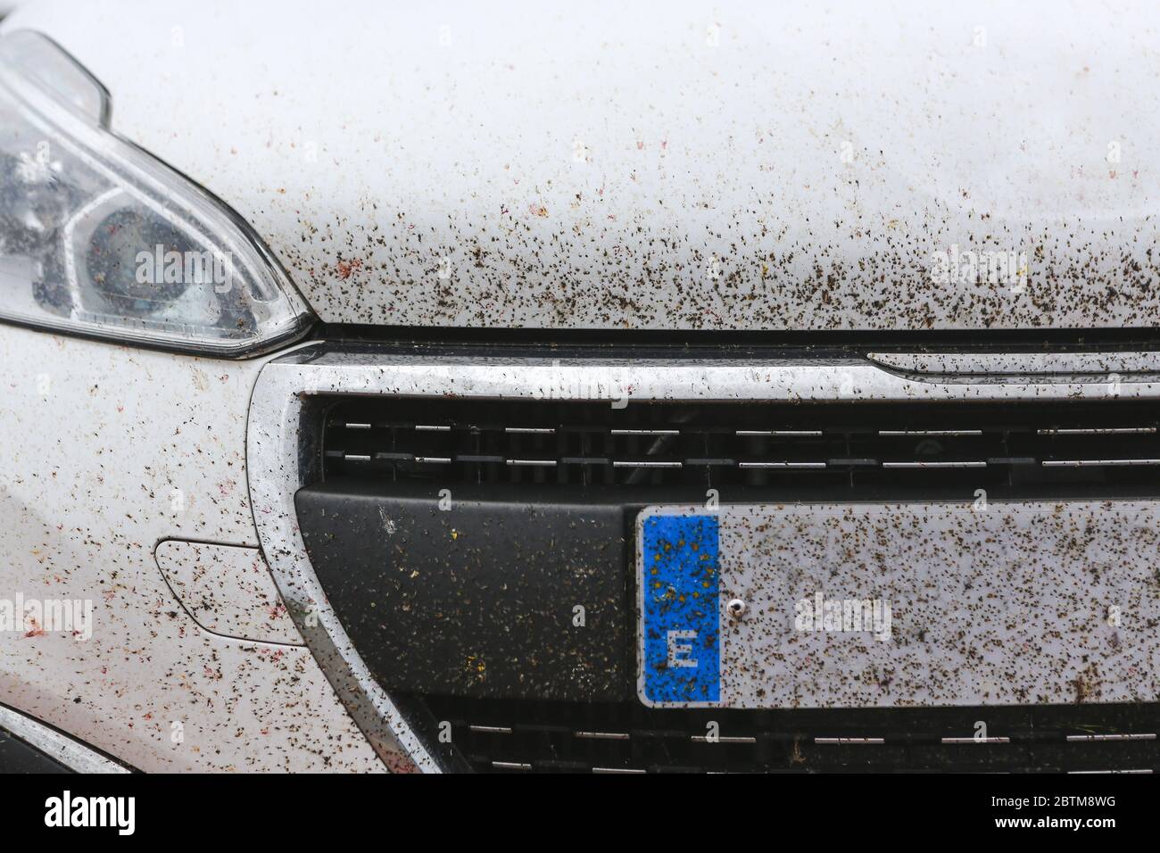 Viele Insekten sind nach einer langen Fahrt gegen ein weißes Auto abgestürzt. Nach einer Reise haben sich Mücken auf der Haube angesammelt. Stockfoto