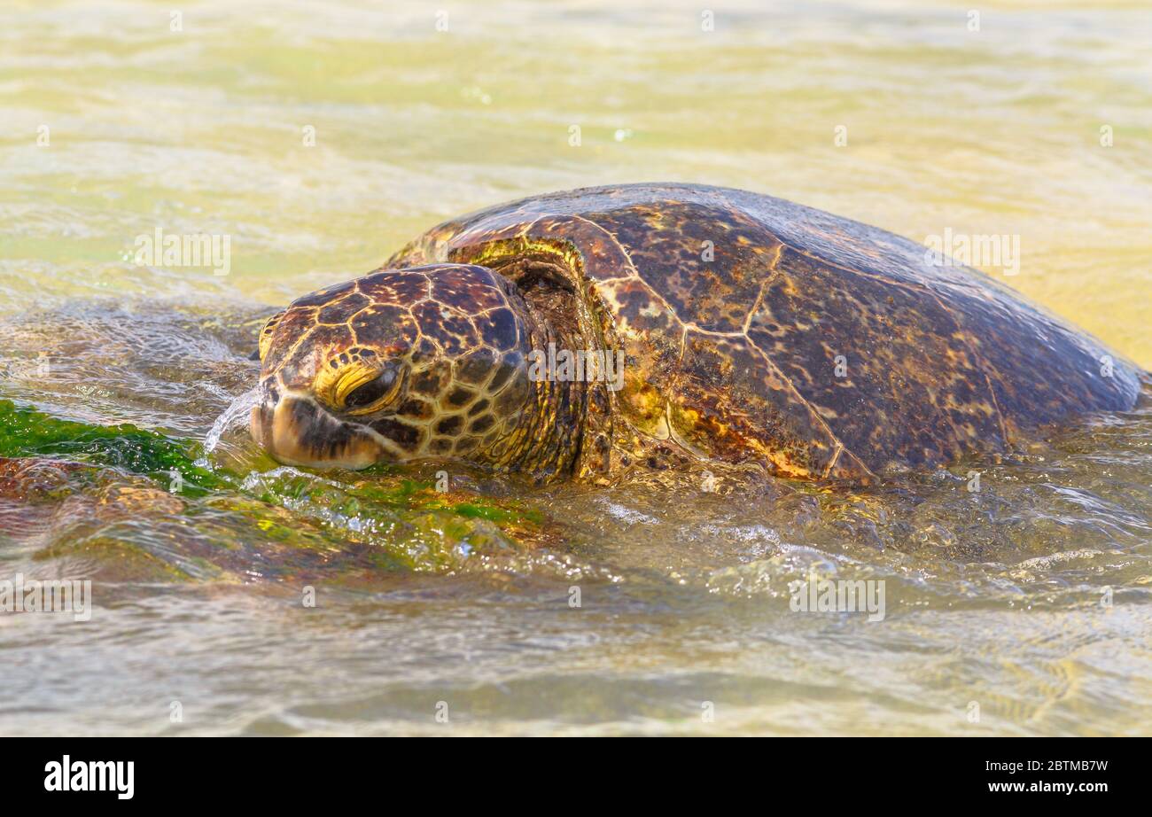 Detail einer grünen Meeresschildkröte oder Hawaiian Meeresschildkröte in der Nähe der Küste in Laniakea Beach auch bekannt als Schildkrötenstrand auf Oahu Insel, Hawaii, USA. Stockfoto