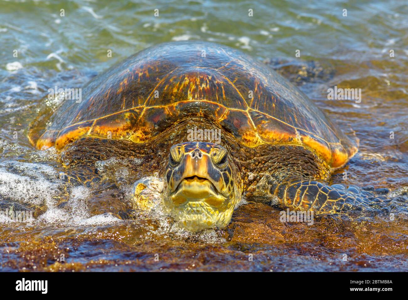 Detail einer grünen Meeresschildkröte oder Hawaiian Meeresschildkröte in der Nähe der Küste in Laniakea Beach auch bekannt als Schildkrötenstrand auf Oahu Insel, Hawaii, USA. Stockfoto