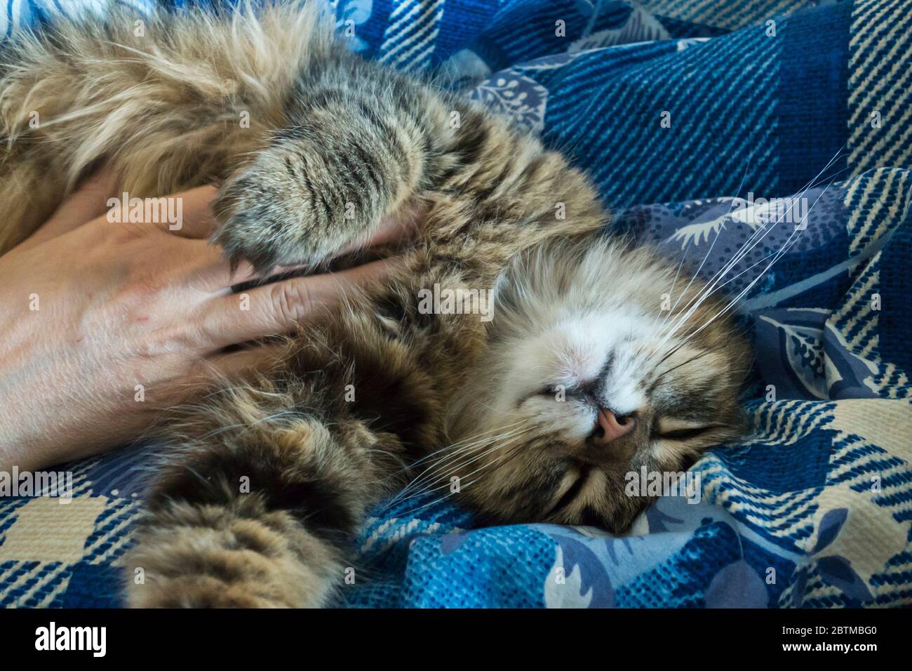 Menschliche Hand streichelt eine Katze im Bett Stockfoto