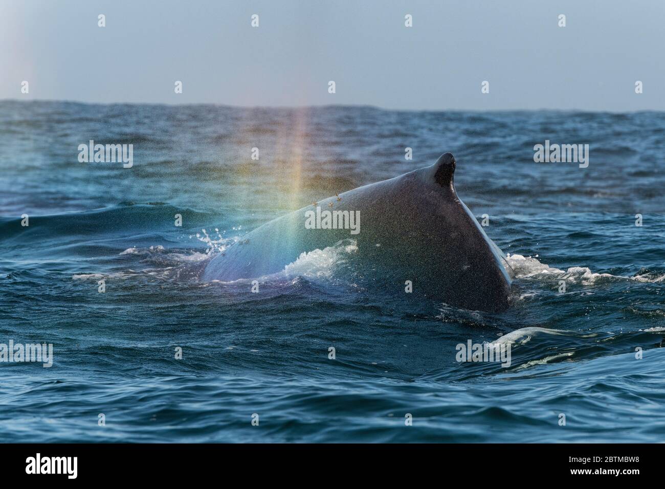 Buckelwale füttern Plankton, das durch den Benguela-Strom, Atlantischer Ozean, Südafrika, eingebracht wurde. Stockfoto