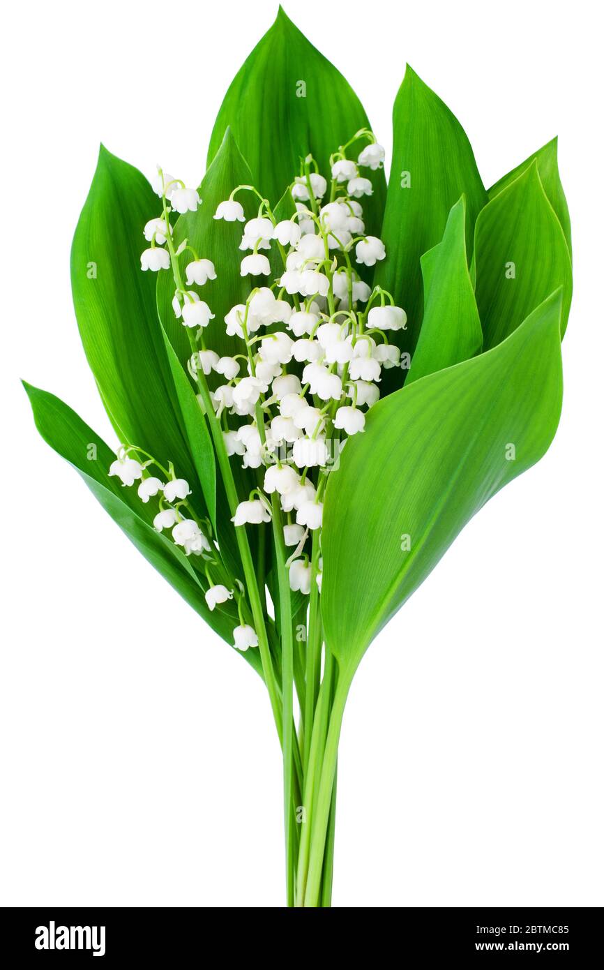 Maiglöckchen Blumenstrauß auf weißem Hintergrund isoliert aus nächster Nähe, schöne zarte Maiglöckchen Blumen Bündel mit grünen Blättern, convallaria Stockfoto