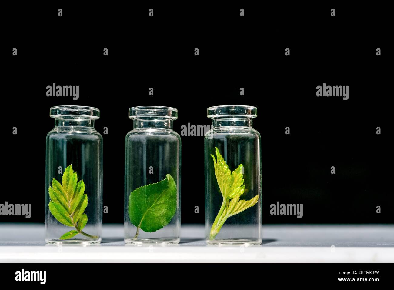 Glasflaschen, Reagenzgläser mit Pflanzensprossen auf schwarzem Hintergrund. Natürliche Hautpflege, Bio-Kosmetik und Lebensmittel. Stockfoto