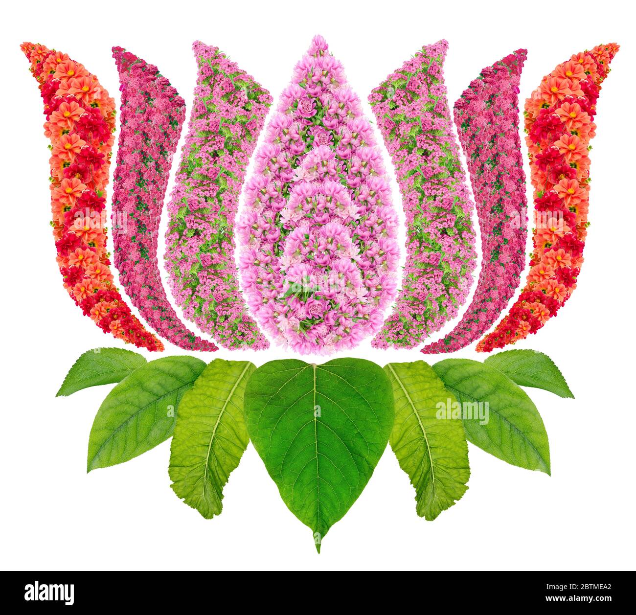 Der Lotus, Nelumbo nucifera, ist eine Wasserpflanze, die eine zentrale Rolle in der Kunst der indischen Religionen wie Hinduismus, Buddhismus, Sikhismus und Jai spielt Stockfoto