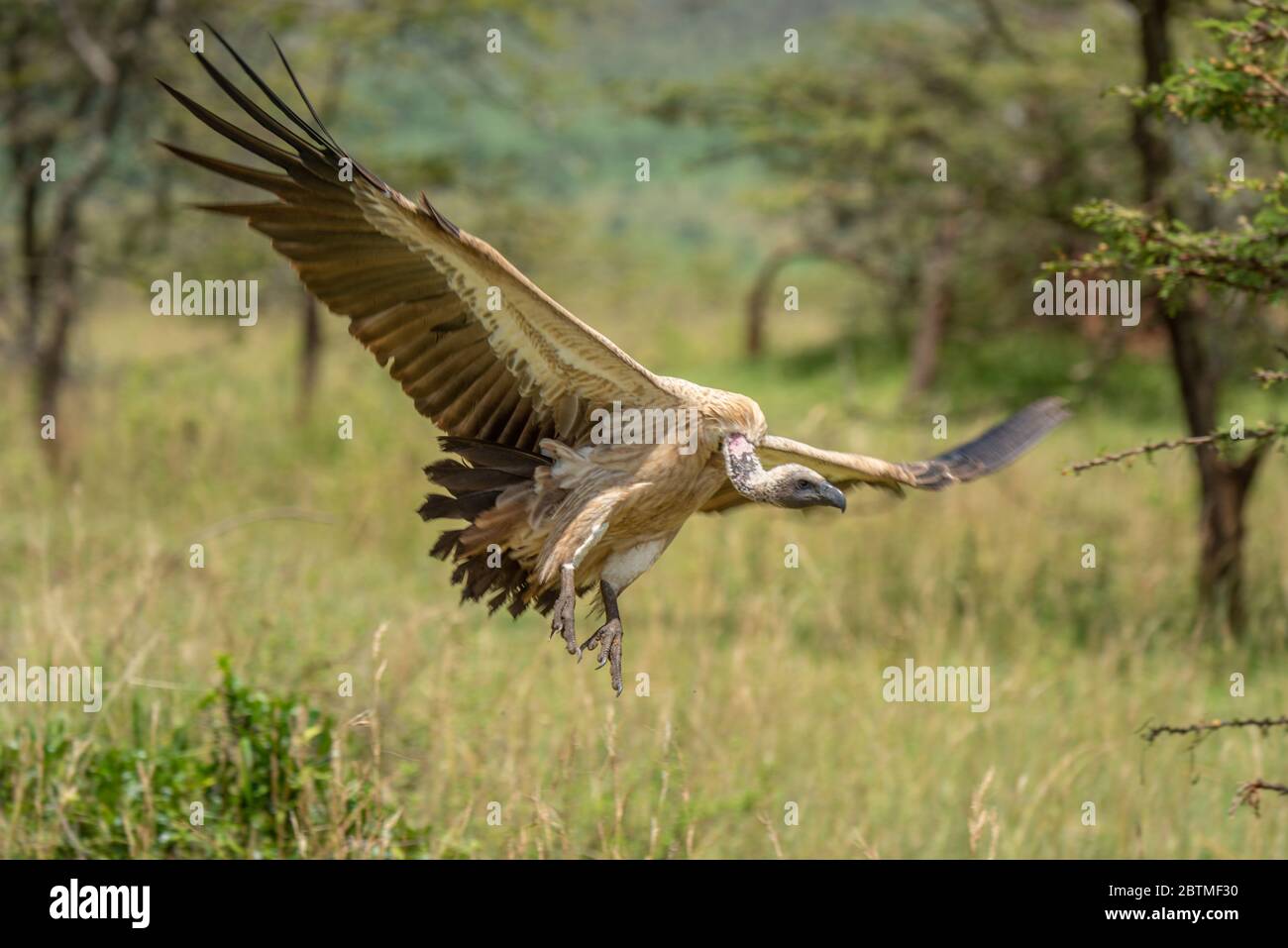 Afrikanischer Weißrückengeier breitet Flügel aus, um zu landen Stockfoto
